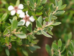 Leptospermum grandifolium