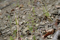 Galium verticillatum
