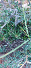 Pachypodium