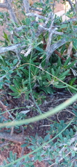 Pachypodium