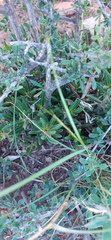 Pachypodium