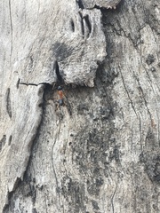 Camponotus