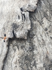 Camponotus