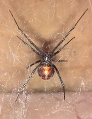 Latrodectus mactans