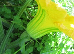 Cucurbita maxima maxima