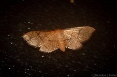 Hypolamprus ypsilon