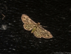 Chloroclystis mniochroa