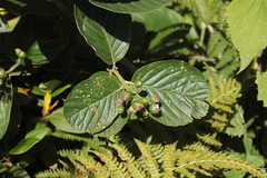 Sorbus subfusca