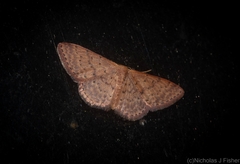 Idaea trissorma