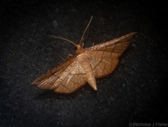 Hypolamprus ypsilon