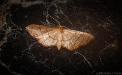 Hypolamprus ypsilon