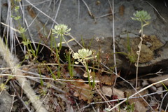 Alyssum umbellatum