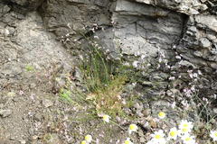Asperula supina