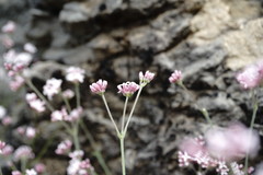 Asperula supina