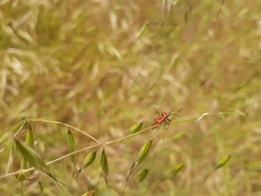 Calocoris nemoralis