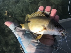 Lutjanus fulviflamma