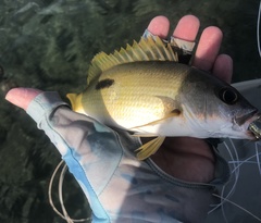 Lutjanus fulviflamma