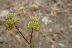 Valerianella pumila