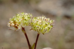 Valerianella pumila