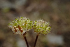 Valerianella pumila