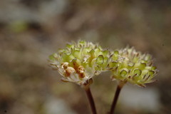 Valerianella pumila