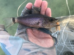 Cheilodipterus arabicus