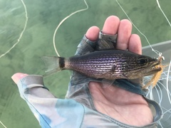 Cheilodipterus arabicus