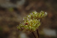Valerianella pumila