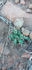 Euphorbia stellata