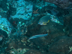 Plectroglyphidodon gascoynei