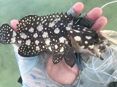 Epinephelus summana