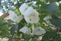 Dombeya tiliacea