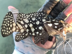 Epinephelus summana
