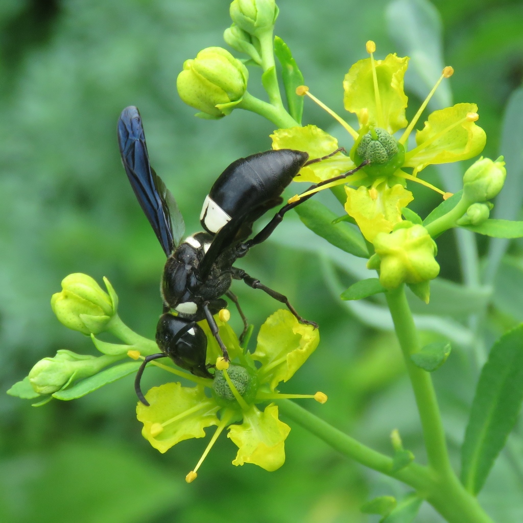 Euodynerus bidens