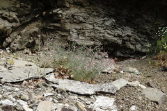 Asperula supina