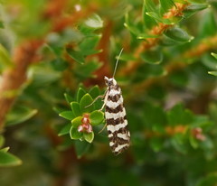 Paracochylis amoenana