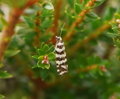 Paracochylis amoenana