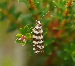 Paracochylis amoenana