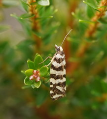 Paracochylis amoenana