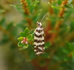 Paracochylis amoenana