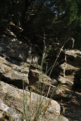 Piptatherum holciforme