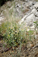 Linaria simplex