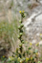 Linaria simplex
