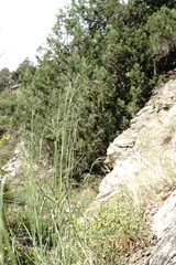 Piptatherum holciforme