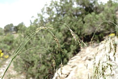 Piptatherum holciforme