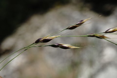 Piptatherum holciforme