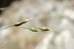 Piptatherum holciforme