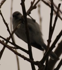 Cyanistes caeruleus × cyanus