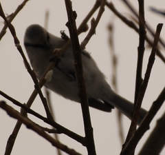 Cyanistes caeruleus × cyanus