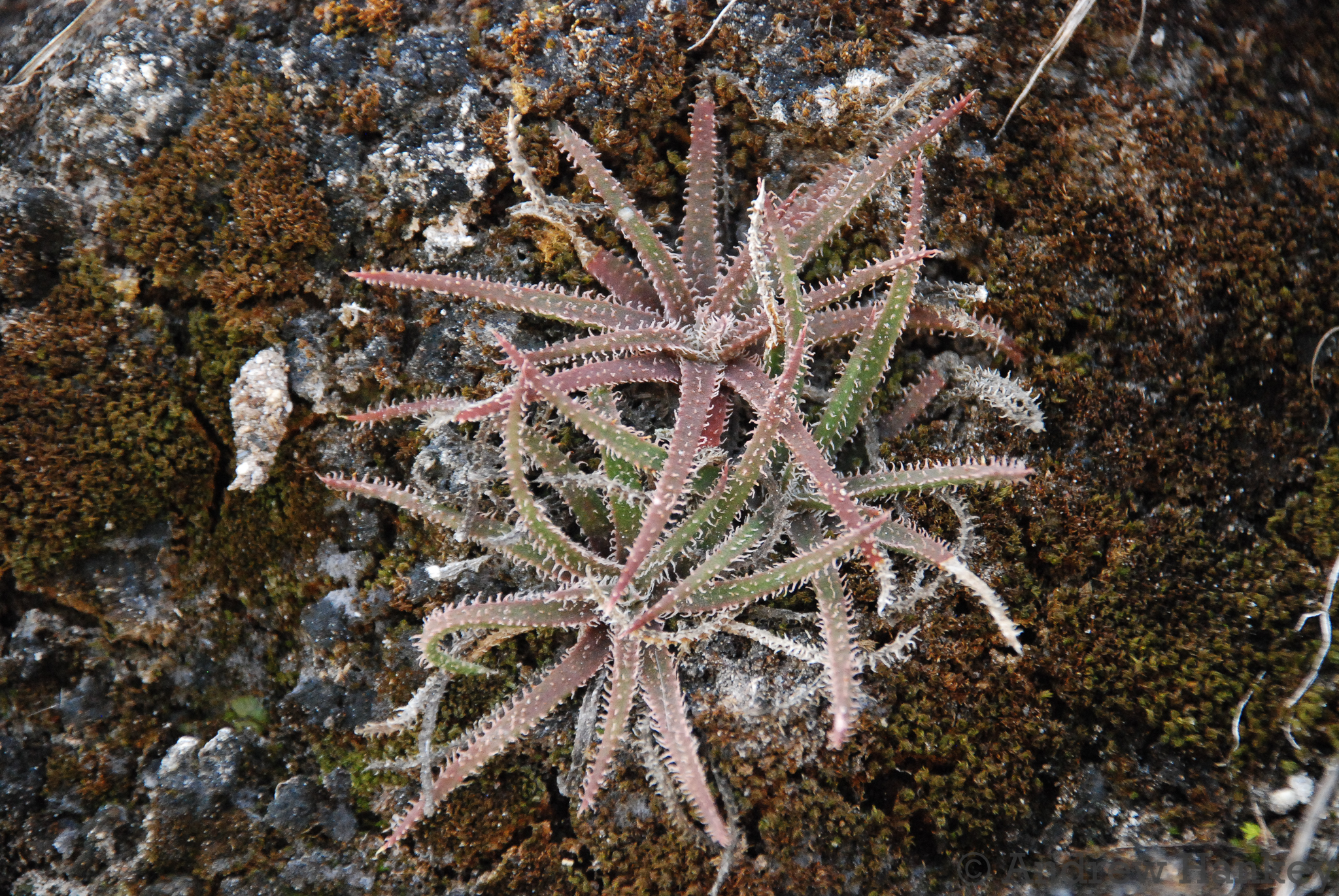 Aloe droseroides